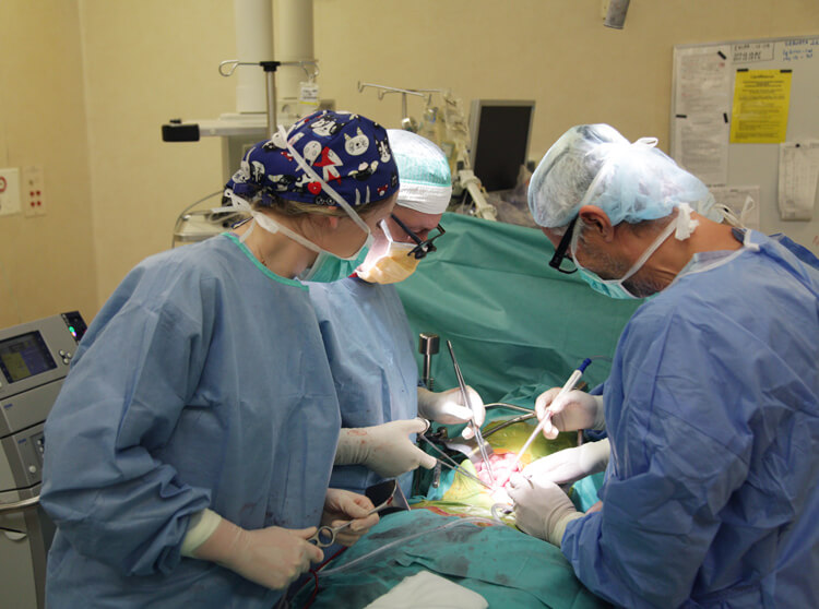 Trailblazing transplantation in Infant Jesus Clinical Hospital