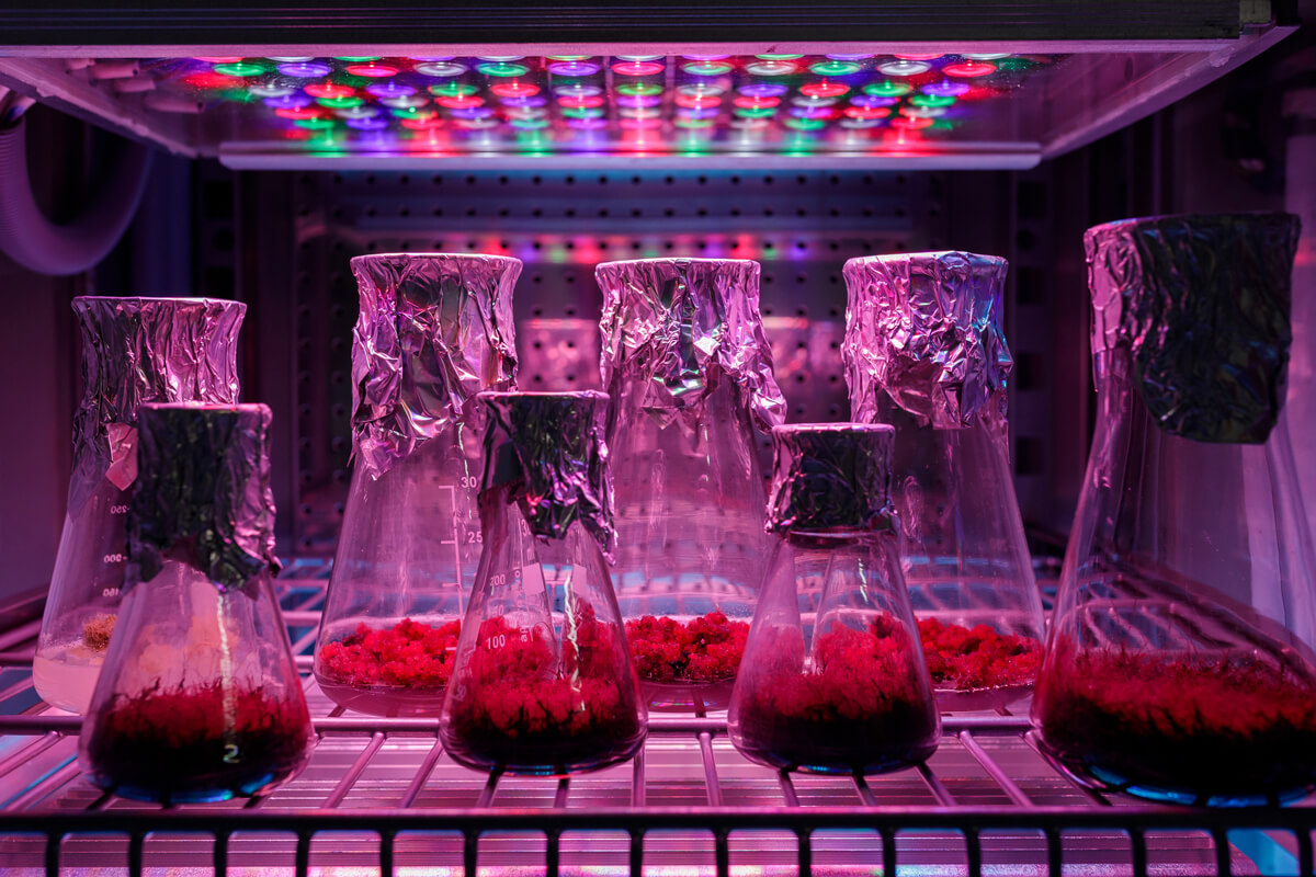 Kolby laboratoryjne ustawione na półce w komorze hodowlanej. W naczyniach znajduje się czerwony materiał roślinny lub tkanki roślinne hodowane in vitro. Kolby są zabezpieczone aluminiową folią. Nad nimi świeci panel LED emitujący światło w kolorach czerwonym, zielonym i niebieskim, wykorzystywane do badań i wzrostu roślin.