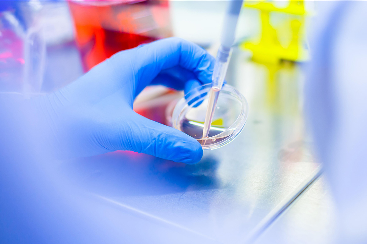 Ręka w rękawiczce ostrożnie manewruje pipetą nad szalką Petriego wypełnioną płynną próbką.