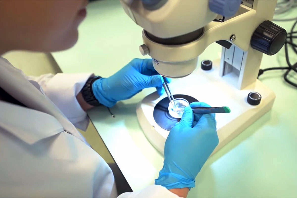 Osoba w laboratorium pracuje przy mikroskopie stereoskopowym. W rękawiczkach trzyma pęsetę i narzędzie, przygotowując lub badając próbkę umieszczoną na podświetlanej płytce pod obiektywem mikroskopu. Widoczny jest fragment stanowiska laboratoryjnego.