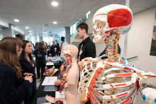 A booth with anatomical models, including a skeleton and organ cross-sections, where event participants are talking and examining the educational exhibits.