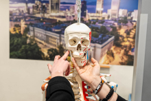 A person holding a human anatomical model, adjusting elements of the skull or neck, set against a large photograph depicting a city panorama.