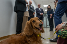 A therapy dog with long, reddish fur is lying on the floor of a hospital corridor on a yellow leash, while a group of people in the background is talking during a visit.