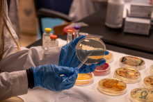 A close-up of hands in protective gloves holding a Petri dish and a laboratory tool. Other Petri dishes with samples and reagent containers are placed on the table beside them.