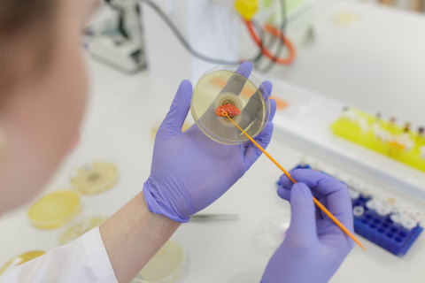 Jedna osoba w laboratorium trzyma w dłoniach szklaną płytkę Petriego. Na dłoniach ma fioletowe rękawiczki. Osoba dotyka powierzchni pożywki pomarańczowym wymazakiem. W tle widać białe blaty, żółte i niebieskie stojaki oraz elementy aparatury laboratoryjnej.