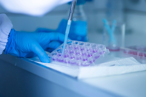 Na zbliżeniu widać ręce w rękawiczkach, które za pomocą pipety napełniają mikropłytkę fioletowym roztworem. Technik pracuje w laboratorium, otoczony fiolkami i sprzętem naukowym.