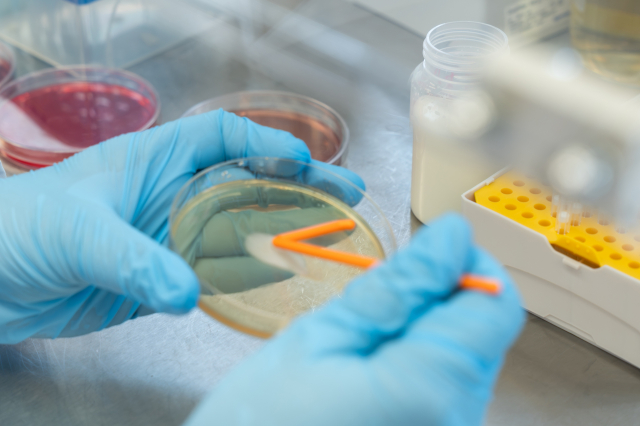 Zbliżenie na dłonie w rękawiczkach wykonujące pracę z płytką hodowlaną przy użyciu narzędzia laboratoryjnego. W tle widoczne są pojemniki i wyposażenie stanowiska badawczego.